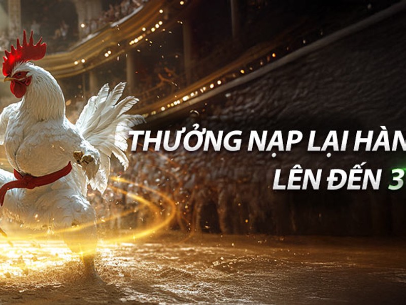 Hoàn trả hàng ngày PG66